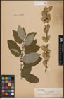 Foto von Salix caprea L.